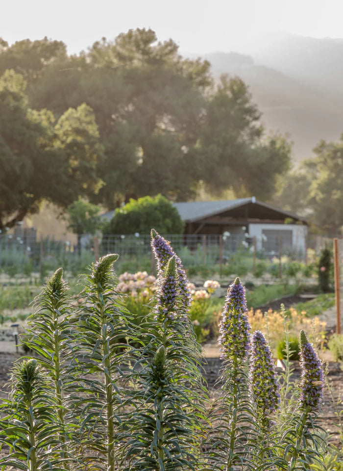 Sponsor 3 background